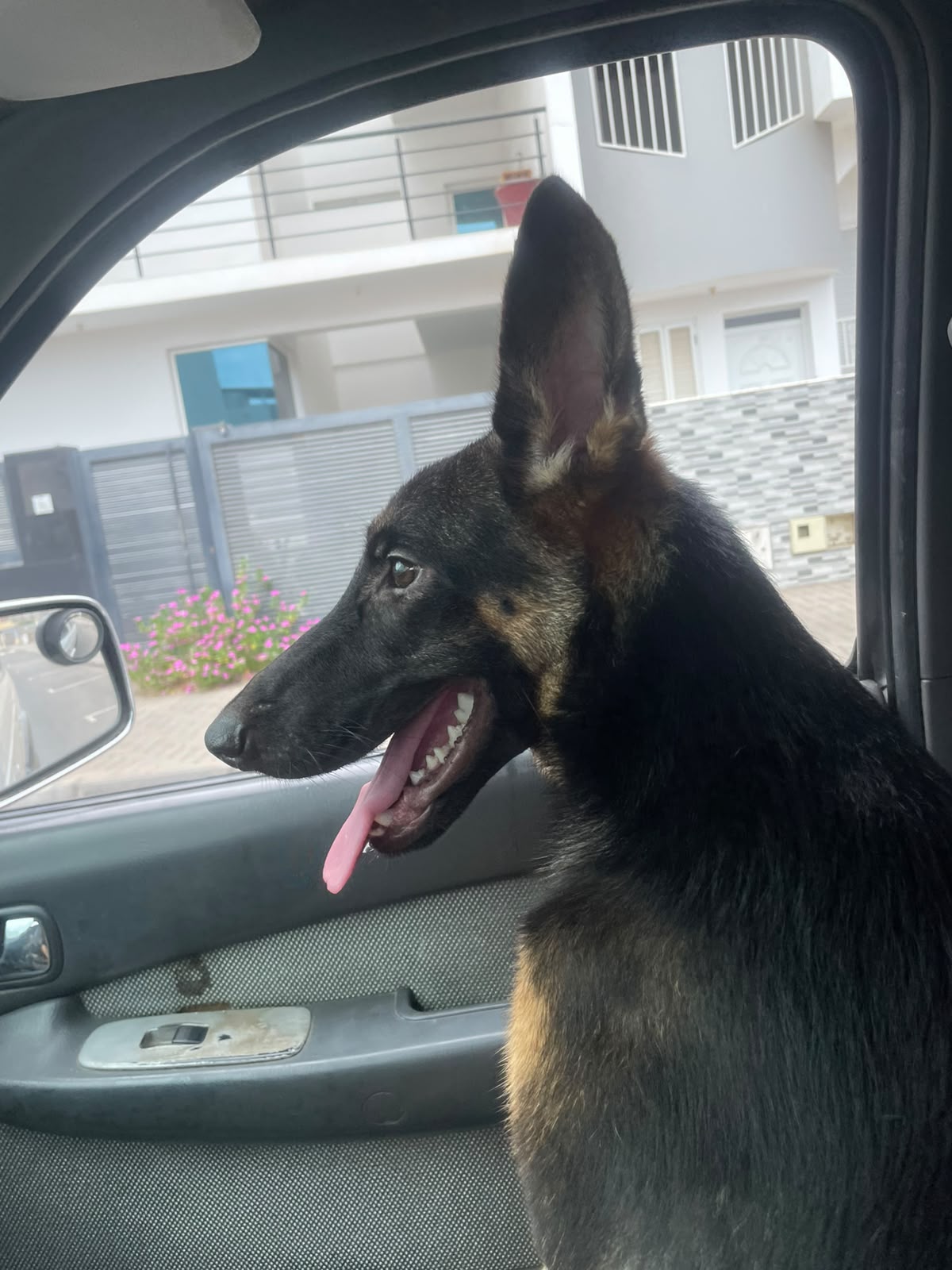 Capacidade K9 em desenvolvimento